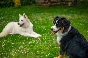 aussie dog with a friend