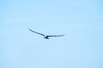 Fliegende Möwe, larus argentatus
