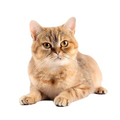 Obraz premium british kitten isolated on white