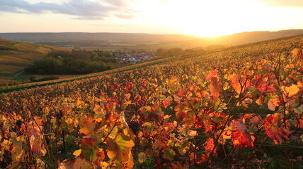 Paysage de vignoble au coucher du soleil en automne en Champagne, avec des feuilles de vigne teintées de rouge (France)