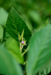 Soybean crop field , in the Buenos Aires Province Countryside, Argentina.
