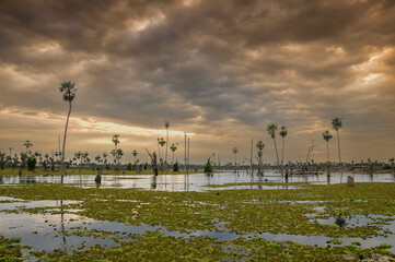 Palms landscape in La Estrella Marsh, Formosa province, Argentina.