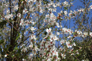 Flores de Almendro en flor