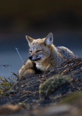 Patagonia Grey Fox, Pseudalopex griseus, Torres del Paine National Park, Chile