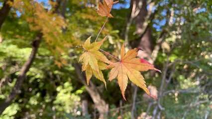 The trees leaves on the mountains were starting to change color

