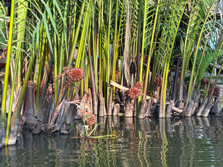 Water Coconuts on the Muddy River Banks in Vietnam