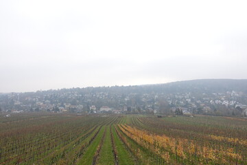 Obraz premium 収穫後の葡萄畑と丘の住宅街