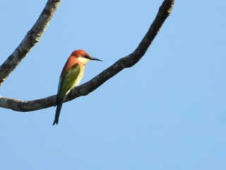 Colorful Bird Perched on Branch Against Blue Sky Wildlife Photography