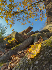 autumn in the forest with a yellow leaf in the foreground and an old tree in the background