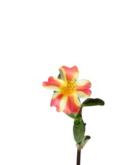 Yellow and Pink Flower Isolated on White Background