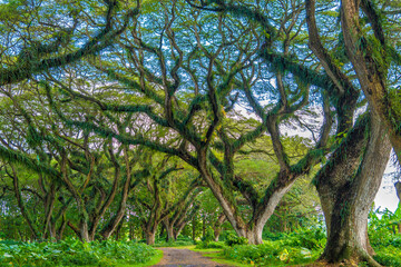 Green canopy in ancient tropical forest Giant Trembesi (Albizia saman -Rain Tree), giant trees with huge trunks and branches at Jawatan Benculuk Banyuwangi. Travel destination in East Java, Indonesia.
