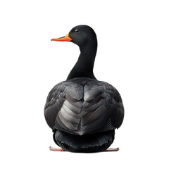 Black Duck Standing Proudly on White Background