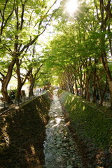 The autumn leaves during this season are beautiful
