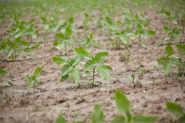 Young sunflowers are growing in the field