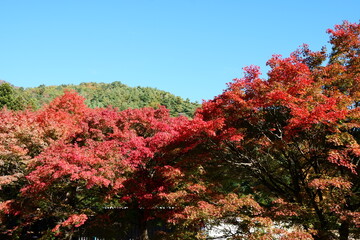 The autumn leaves during this season are beautiful
