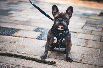 Curious Dog