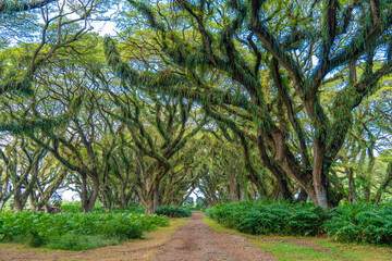 Green canopy in ancient tropical forest Giant Trembesi (Albizia saman -Rain Tree), giant trees with huge trunks and branches at Jawatan Benculuk Banyuwangi. Travel destination in East Java, Indonesia.