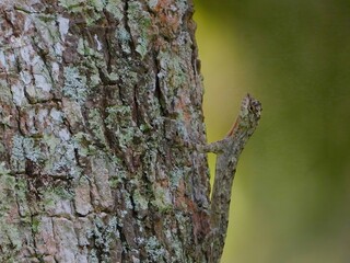 Camouflaged Lizard on Tree Bark Reptile Wildlife Nature Green Close up Animal Tropical Forest