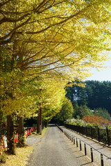 Naklejka premium The trees leaves on the mountains were starting to change color 