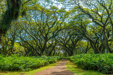 Obraz premium Green canopy in ancient tropical forest Giant Trembesi (Albizia saman -Rain Tree), giant trees with huge trunks and branches at Jawatan Benculuk Banyuwangi. Travel destination in East Java, Indonesia.