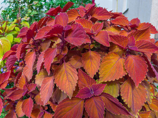 Bush of cultivated coleus with maroon-brown leaves, bottom view