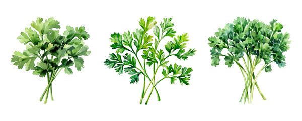 Watercolor set of green bunches of parsley png. Bunch of green fragrant parsley watercolor. Fresh culinary seasoning. Vector illustration.