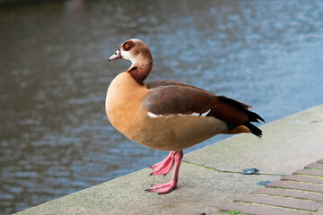 Duck by the river