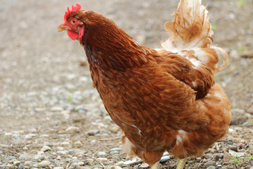 Village chicken with yellow and orange color tones, grown in the villages of the Black Sea region