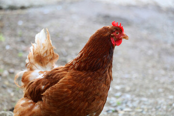 Village chicken with yellow and orange color tones, grown in the villages of the Black Sea region
