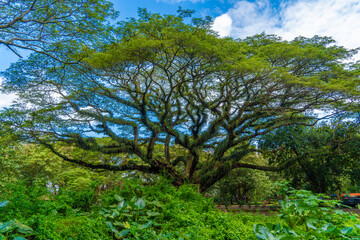 Green canopy in ancient tropical forest Giant Trembesi (Albizia saman -Rain Tree), giant trees with huge trunks and branches at Jawatan Benculuk Banyuwangi. Travel destination in East Java, Indonesia.