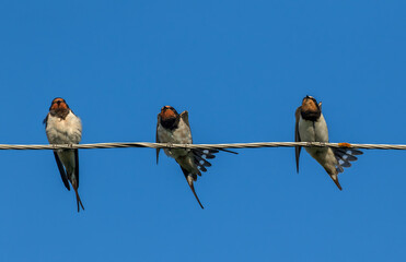 birds swallows sitting on wires against blue sky background and cleaning feathers in sync