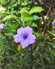 Asia Purple Flower. This flower available in Cambodia and most of Asia country.