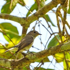 Small Brown Bird Perched on Branch in Green Foliage