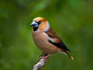 male grosbeak bird sitting on branch in spring garden