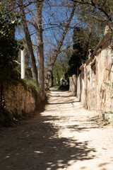Camino en mitad del bosque con ruinas