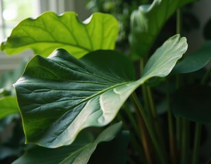 Obraz premium Explore the beauty of lush green leaves in indoor plant decor for a vibrant home environment