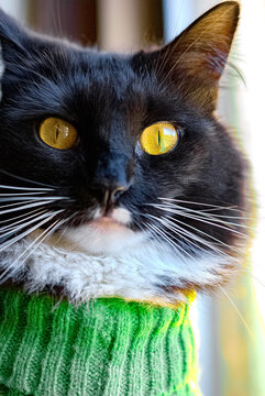 Portrait of Cat in a Sweater