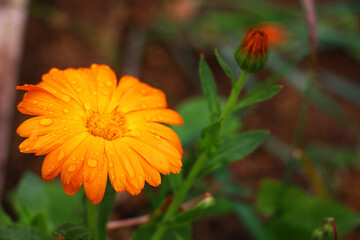 Orange Narcissus, Candlestick, Calendula Flower Orange Color Flower with raindrops on its leaves
