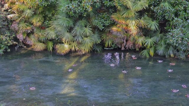 anatre sul fiume di treviso, italia