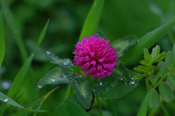 Three petals of pratense flower with raindrops on them