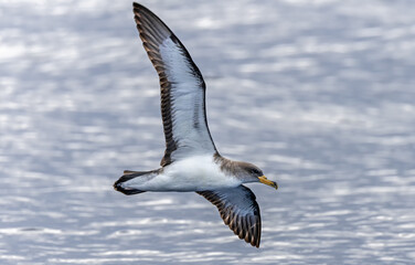 Flying Cory's shearwater (Calonectris diomedea) near Azores island Sao Jorge