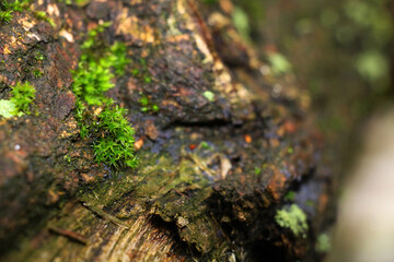 small layer of moss on the trunk of a tree
