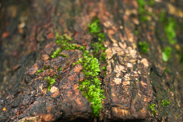 small layer of moss on the trunk of a tree