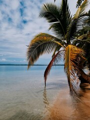 palm trees on the beach