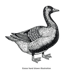 Goose illustration. Goose hand drawn illustration in vintage engraving style. Geese drawing