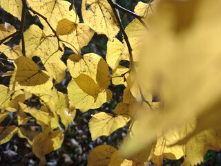 Autumn nature background. Yellow leaves on a tree in the park.