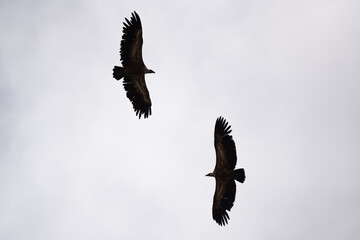 Duo de vautours