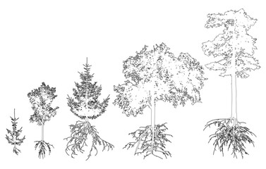 Contour of trees with roots. Beautiful fir, pine, deciduous trees. Vector illustration