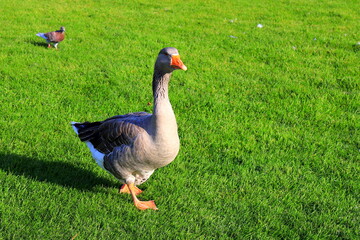 Beautiful gray goose perigord geese walk on green lawn in summer on goose farm. Goose meat, French foie gras delicacy