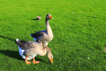 Beautiful gray goose perigord geese walk on green lawn in summer on goose farm. Goose meat, French foie gras delicacy